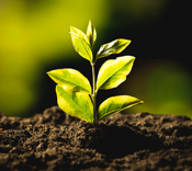 Carbon Emissions Reporting