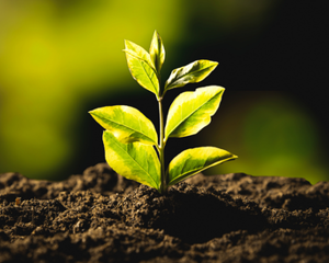 Carbon Emissions Reporting